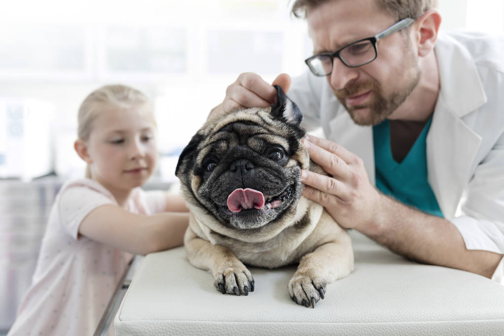 Doutor examinando orelha de pug com a menina de pé na clínica veterinária
 - Foto, Imagem