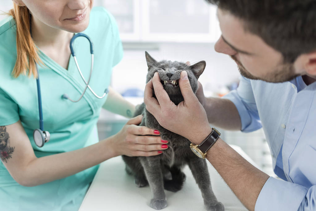 Arzt und Besitzer untersuchen die Zähne der russischen blauen Katze auf dem Bett in der Tierklinik - Foto, Bild