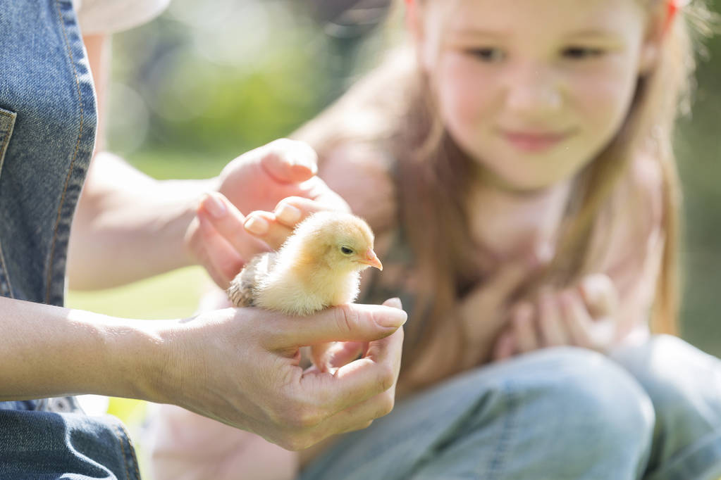 Madre mostrando pequeño polluelo a hija en granja
 - Foto, imagen