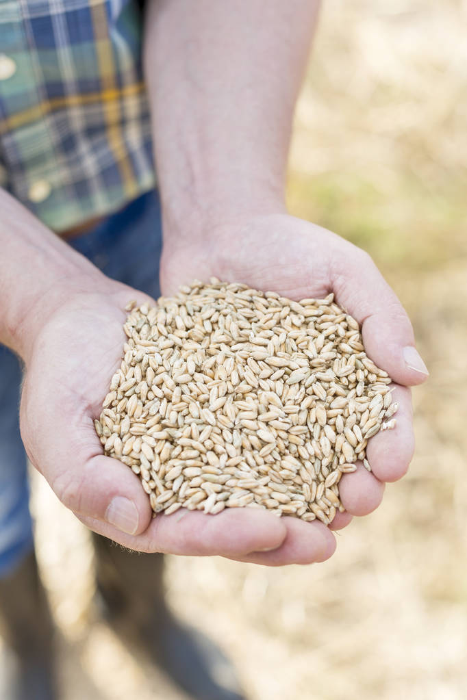 Midsection of farmer holding wheat crops at farm - Photo, Image