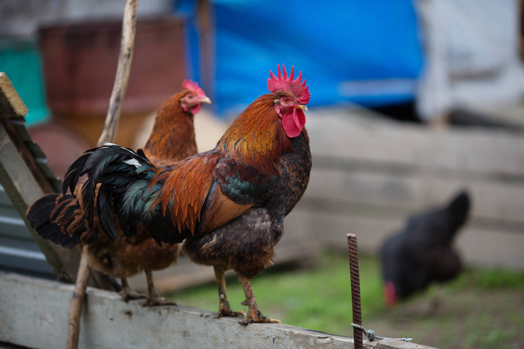 Poultry cock grazes in the barnyard - Photo, Image