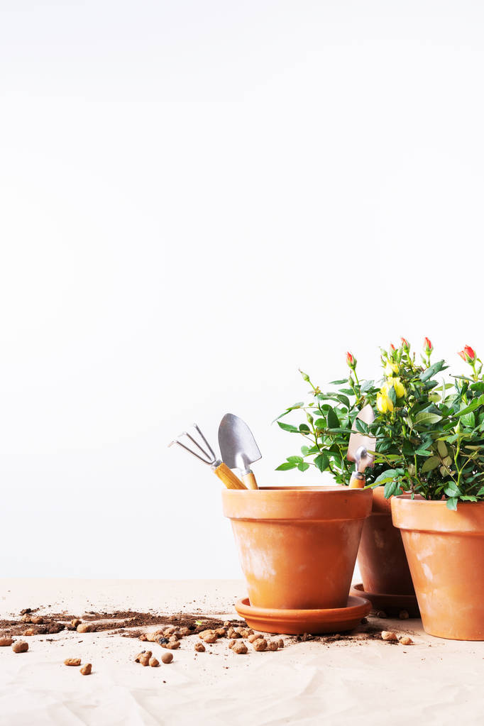 Mini rosas em vasos de flores de cerâmica e ferramentas de jardinagem
  - Foto, Imagem
