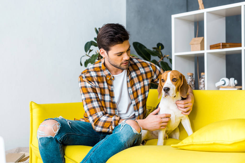 handsome man in checkered shirt spending time with beagle on sofa - Photo, Image