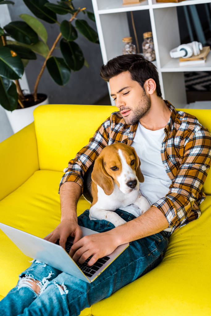 knappe jongeman met behulp van laptop op gele sofa met hond  - Foto, afbeelding