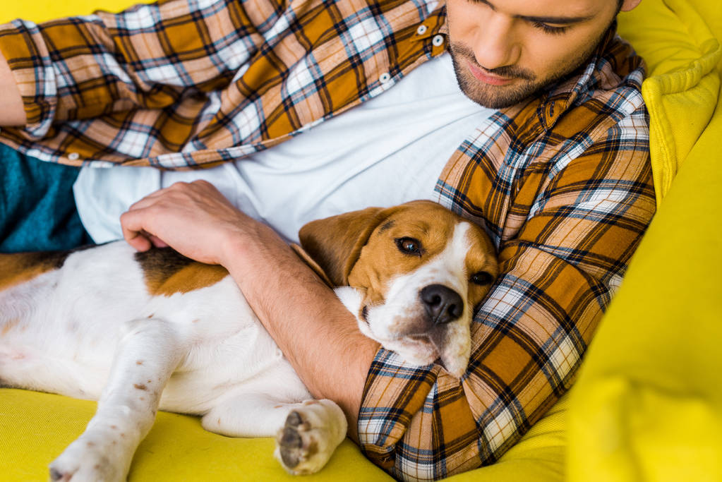 красивий чоловік у картатій сорочці розслабляється на дивані з бігль собакою
  - Фото, зображення