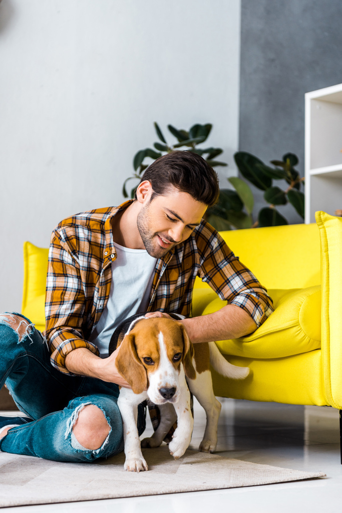 pohledný muž tráví čas s pes beagle v obývacím pokoji - Fotografie, Obrázek