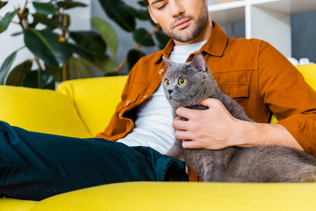 красивий чоловік з сірим пухнастим котом сидить на дивані вдома
 - Фото, зображення
