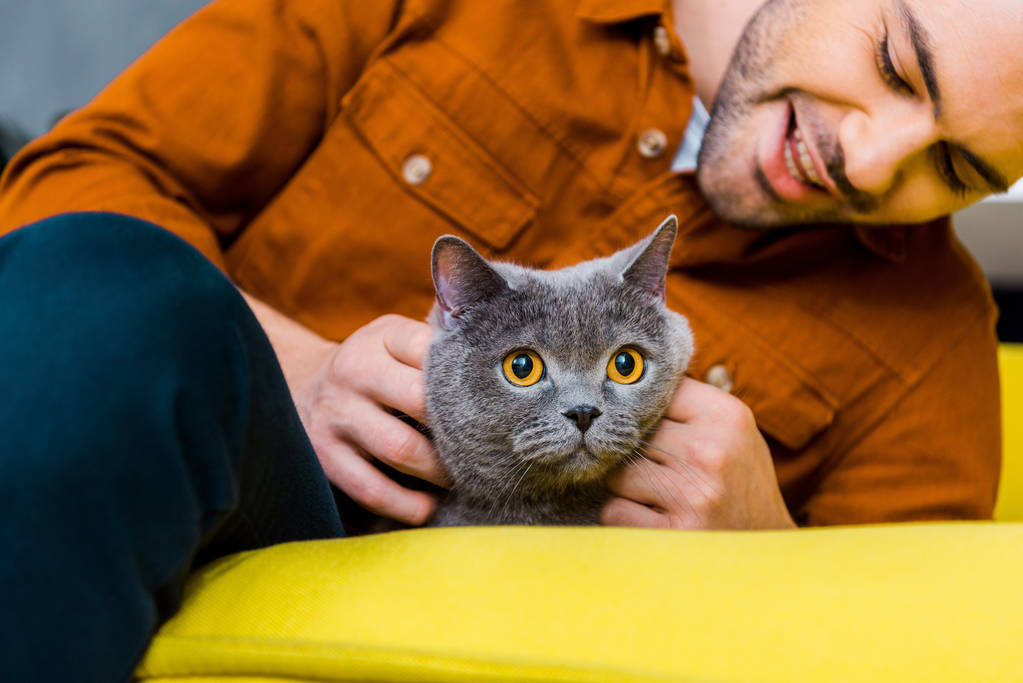 homem alegre casual com britânico gato shorthair em casa
 - Foto, Imagem