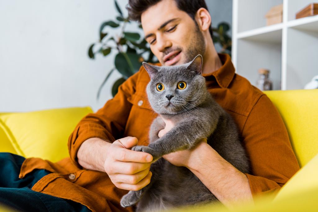 自宅のソファーに座っているブリティッシュショートヘアの猫とカジュアルな笑みを浮かべて男 - 写真・画像
