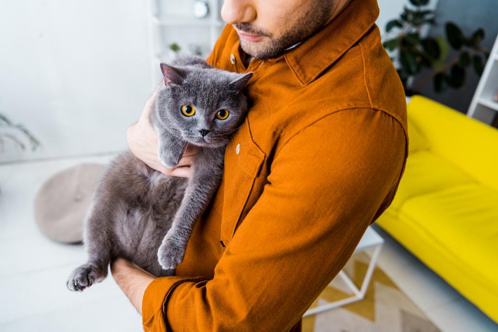 Обрезанный вид человека, держащего в руках британскую короткошерстную кошку
 - Фото, изображение