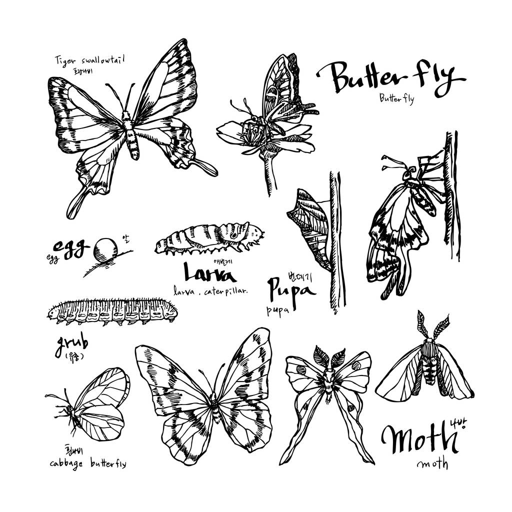 バグのスケッチ/手の描かれた昆虫イラスト - ベクトル - ベクター画像