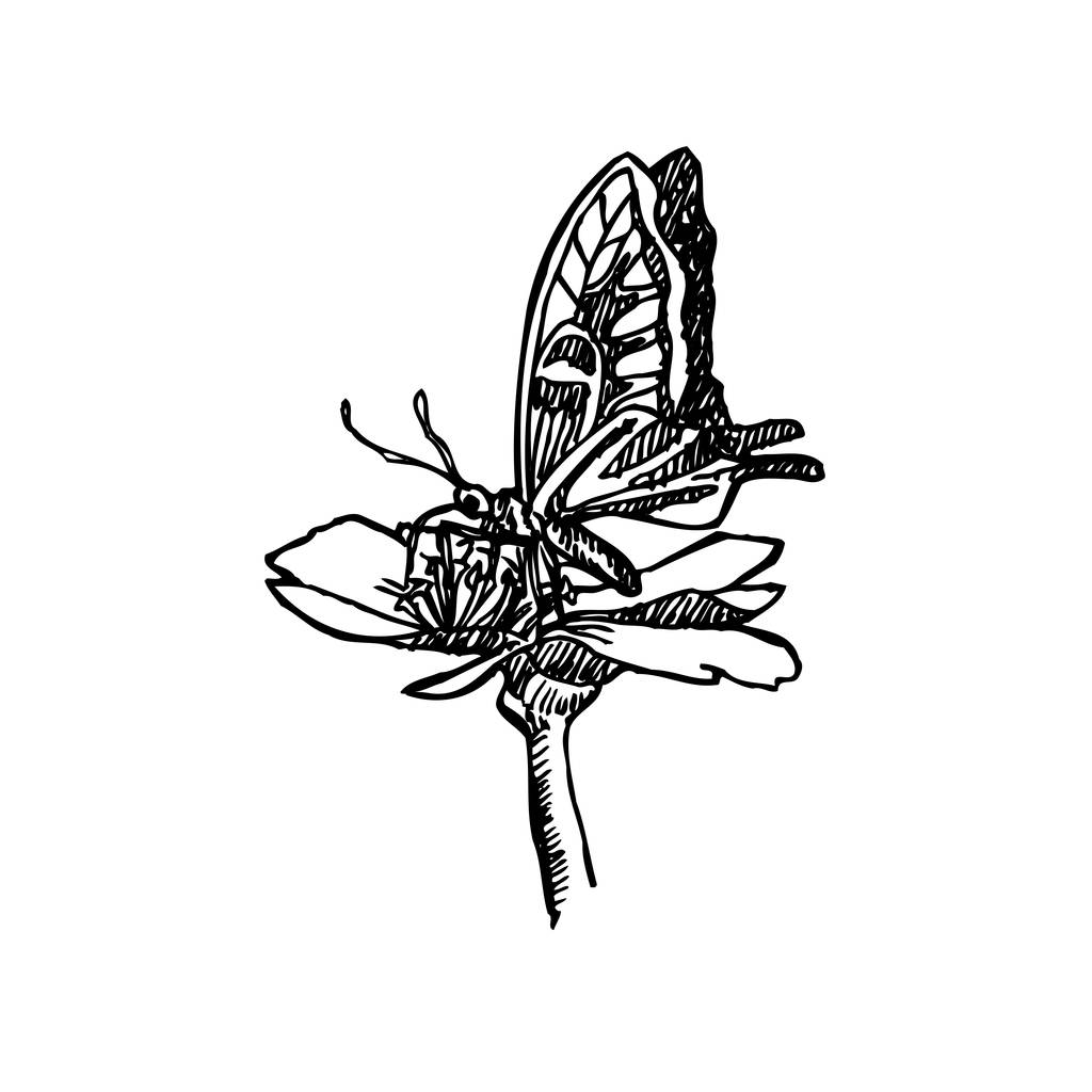 Bosquejo de insectos / Ilustración de insectos dibujados a mano - vector
 - Vector, imagen