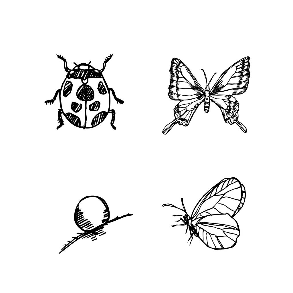 Bug schets / Hand getekende illustratie van insect - vector - Vector, afbeelding