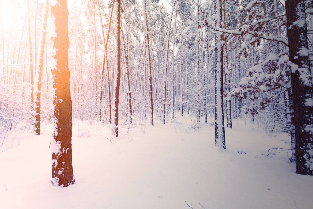 冬の太陽の暖かい光と雪に覆われた森林の美しい冬の風景. - 写真・画像