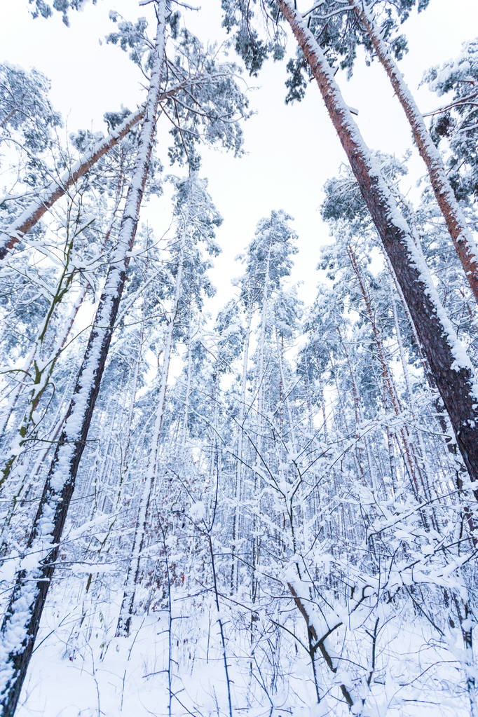 雪に覆われた幹と松のトップス - 写真・画像
