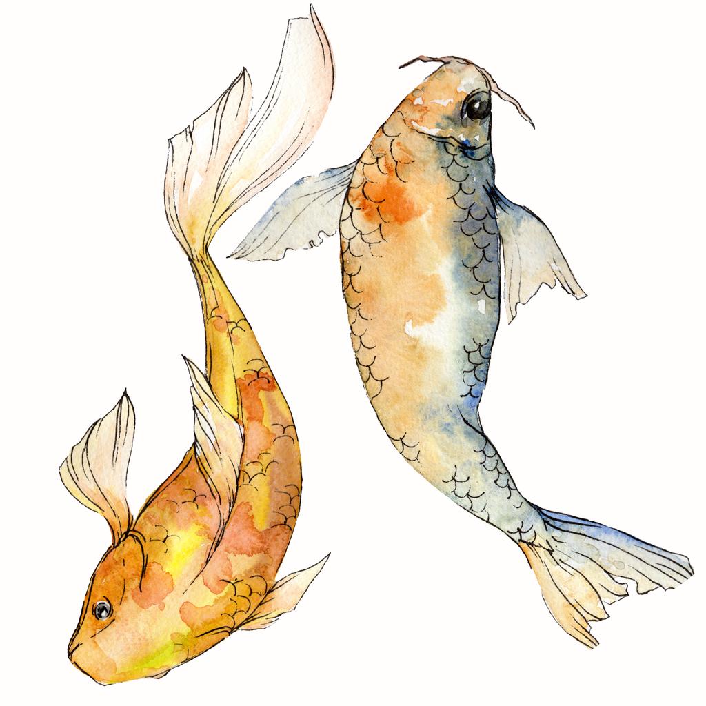 水彩水生水中カラフルな熱帯魚セット。紅海と内部のエキゾチックな魚: 金魚。アクワレル背景、テクスチャの要素。孤立した朱色の図要素. - 写真・画像