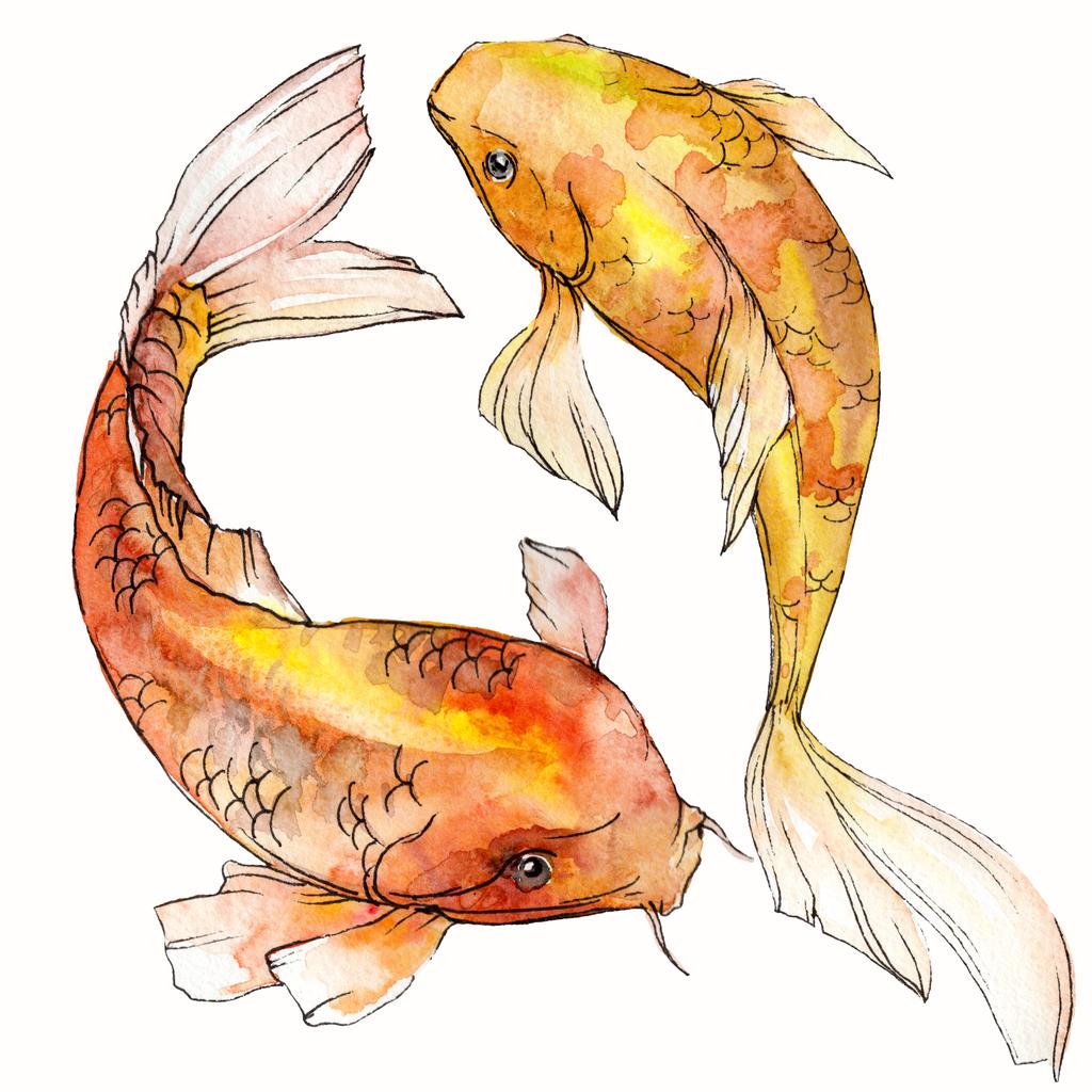 Watercolor aquatic underwater colorful tropical fish set. Red sea and exotic fishes inside: Goldfish. Aquarelle elements for background, texture. Isolated goldenfish illustration element. - Photo, Image