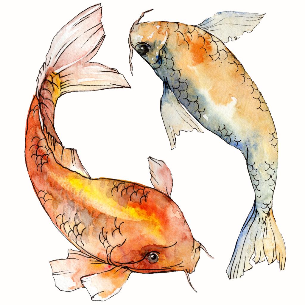 Acuarela acuática subacuática colorido conjunto de peces tropicales. Mar Rojo y peces exóticos en su interior: Goldfish. Elementos Aquarelle para fondo, textura. Elemento de ilustración de peces dorados aislados
. - Foto, imagen