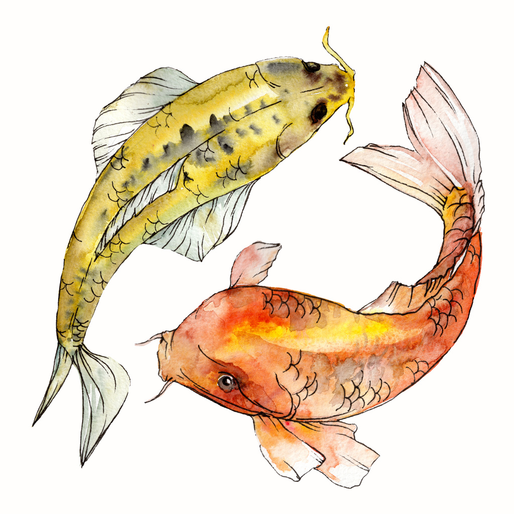 水彩水生水中カラフルな熱帯魚セット。紅海と内部のエキゾチックな魚: 金魚。アクワレル背景、テクスチャの要素。孤立した朱色の図要素. - 写真・画像