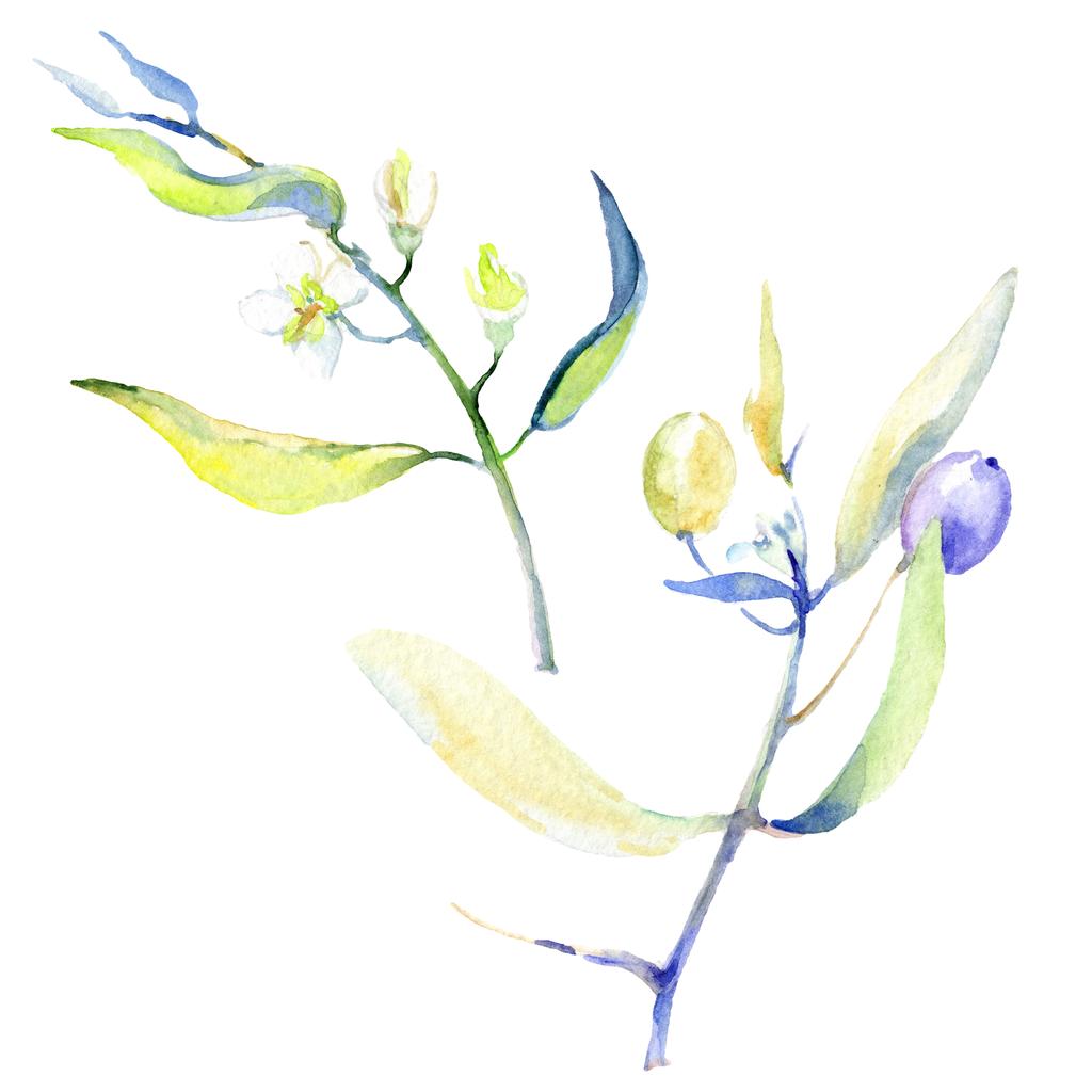 Набор акварельных фоновых иллюстраций. Изолированные оливки с элементами иллюстрации листьев
. - Фото, изображение