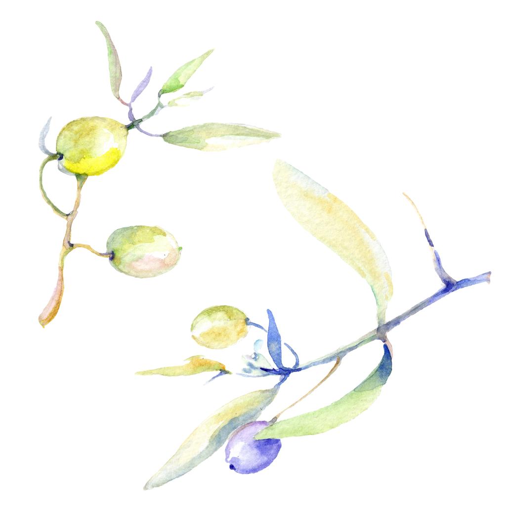 Sada olivy akvarel pozadí obrázku. Prvky ilustrace izolované olivy. - Fotografie, Obrázek
