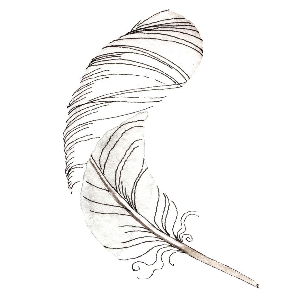分離の翼から白い鳥の羽だった 背景 テクスチャの Aquarelle 羽 水彩画背景イラスト セット 分離された水彩描画ファッション アクワレル ロイヤリティフリー写真 画像素材