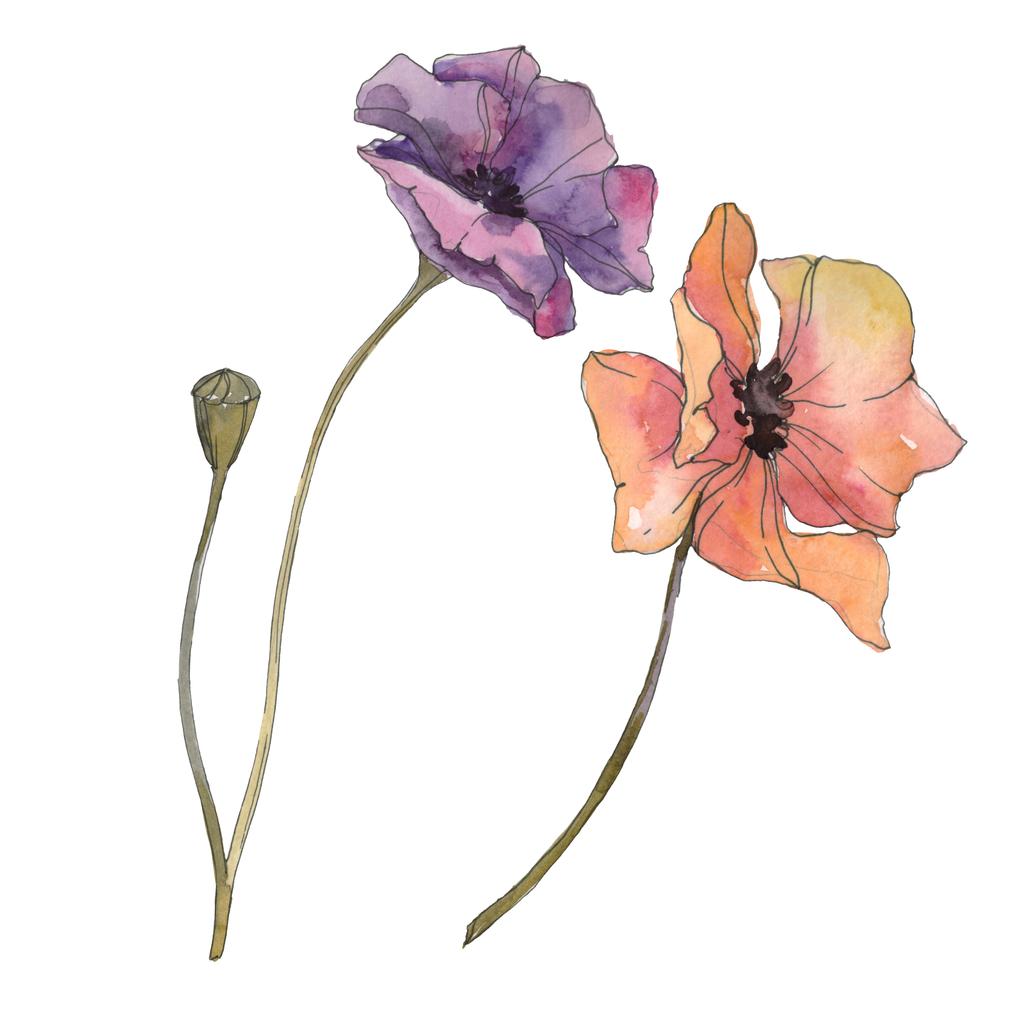 Vörös és lila virágos botanikai mákgubóból. Vad tavaszi levél elszigetelt. Akvarell háttér illusztráció készlet. Akvarell rajz divat aquarelle elszigetelt. Elszigetelt Pipacsok ábra elem. - Fotó, kép