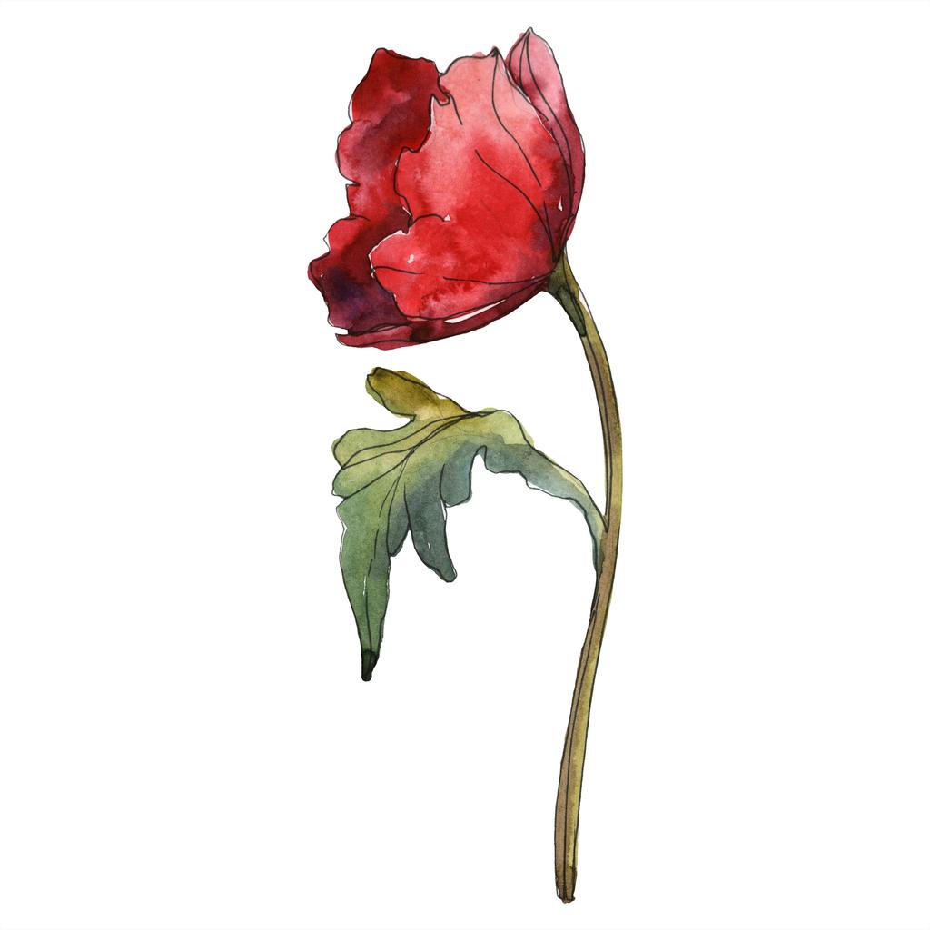 赤いポピーの花植物花。野生春葉のワイルドフラワーが分離されました。水彩画背景イラスト セット。水彩描画のファッション aquarelle 分離します。孤立したポピー イラスト要素. - 写真・画像