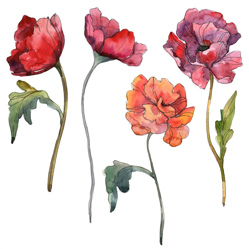 Red poppy floral botanical flower. Wild spring leaf wildflower isolated. Watercolor background illustration set. Watercolour drawing fashion aquarelle isolated. Isolated poppy illustration element. - Photo, Image