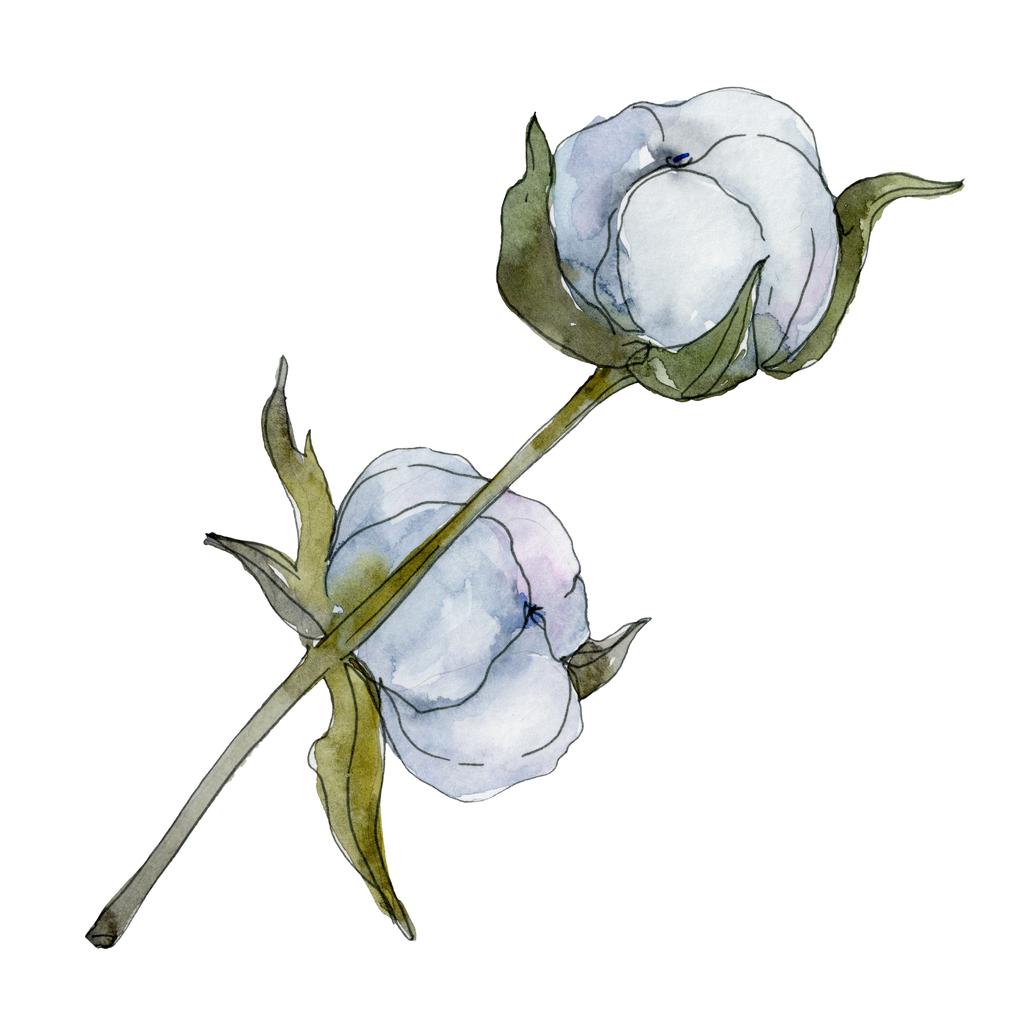Witte katoenen bloemen botanische bloem. Wild voorjaar blad wildflower. Aquarel achtergrond afbeelding instellen. Aquarel tekenen mode aquarelle geïsoleerd. Geïsoleerde katoen afbeelding element. - Foto, afbeelding