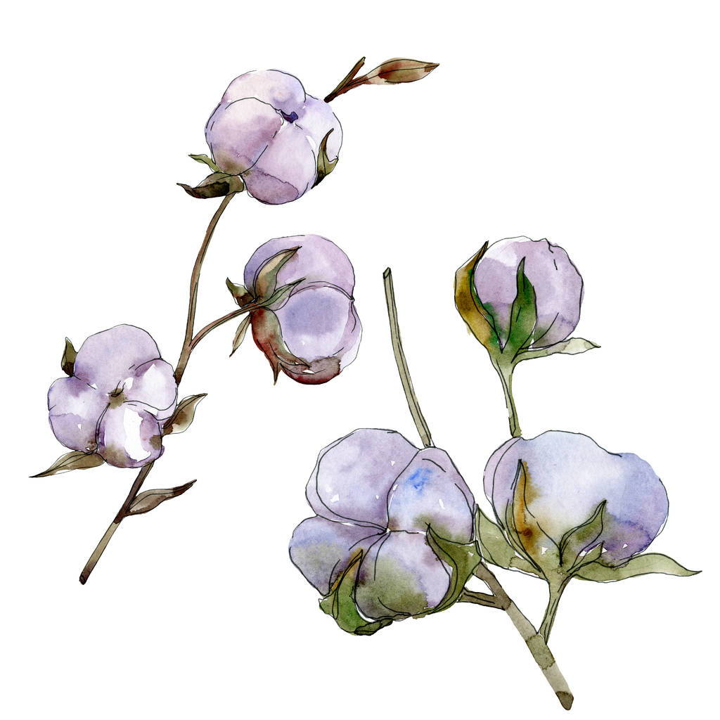 Фіолетова бавовна ізольована на білому. Набір ілюстрацій акварельного фону
. - Фото, зображення