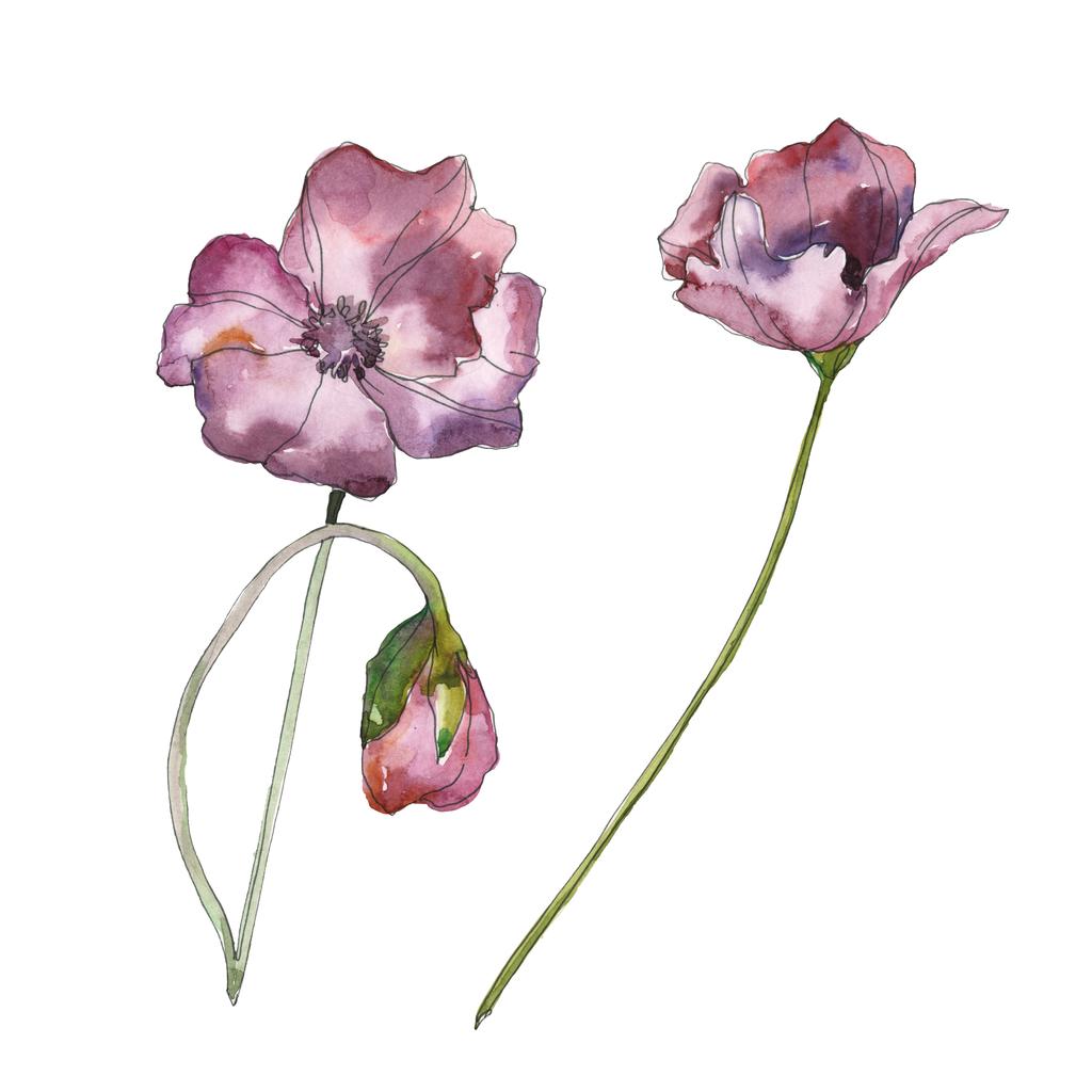 Lila piros virágos botanikai mákgubóból. Vad tavaszi levél elszigetelt. Akvarell háttér illusztráció készlet. Akvarell rajz divat aquarelle elszigetelt. Elszigetelt Pipacsok ábra elem. - Fotó, kép