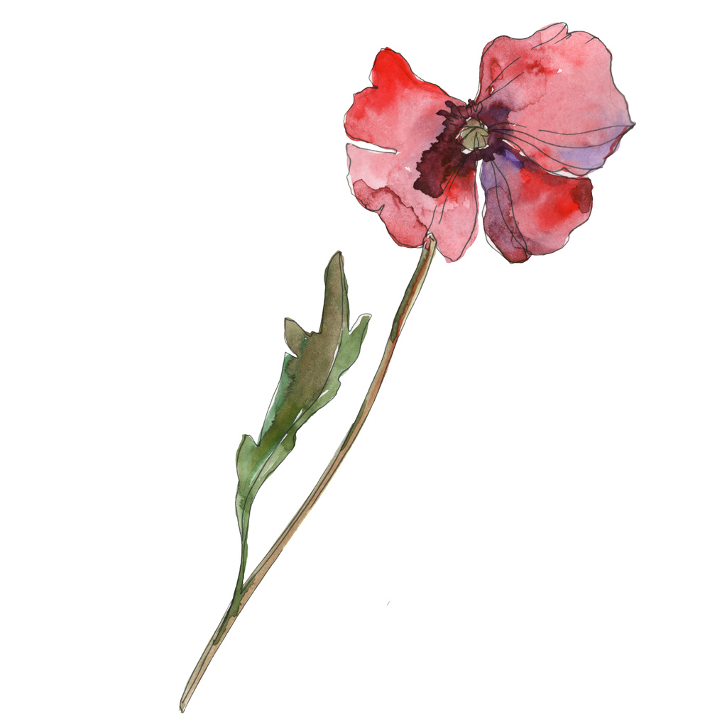 紫色赤いケシ花植物の花。野生春葉が分離されました。水彩画背景イラスト セット。水彩描画のファッション aquarelle 分離します。孤立したポピーの図要素. - 写真・画像