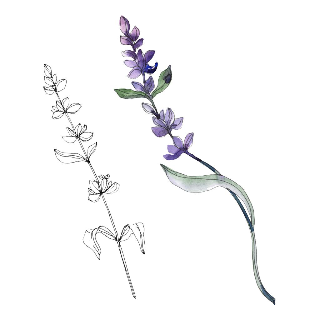 Purple isolated  lavender flowers. Watercolor illustration elements. - Photo, Image