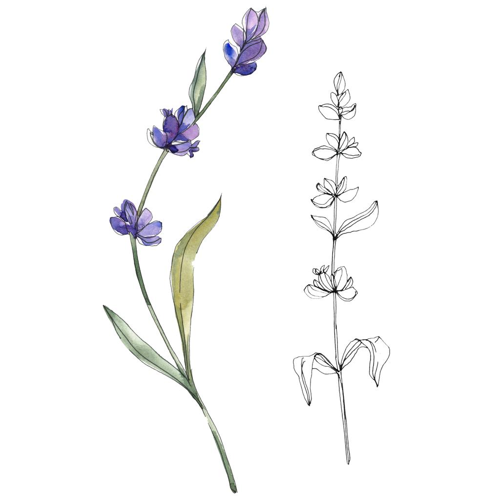 Purple Isolated Lavender Flowers. Watercolor Illustration Free Stock Photo  and Image