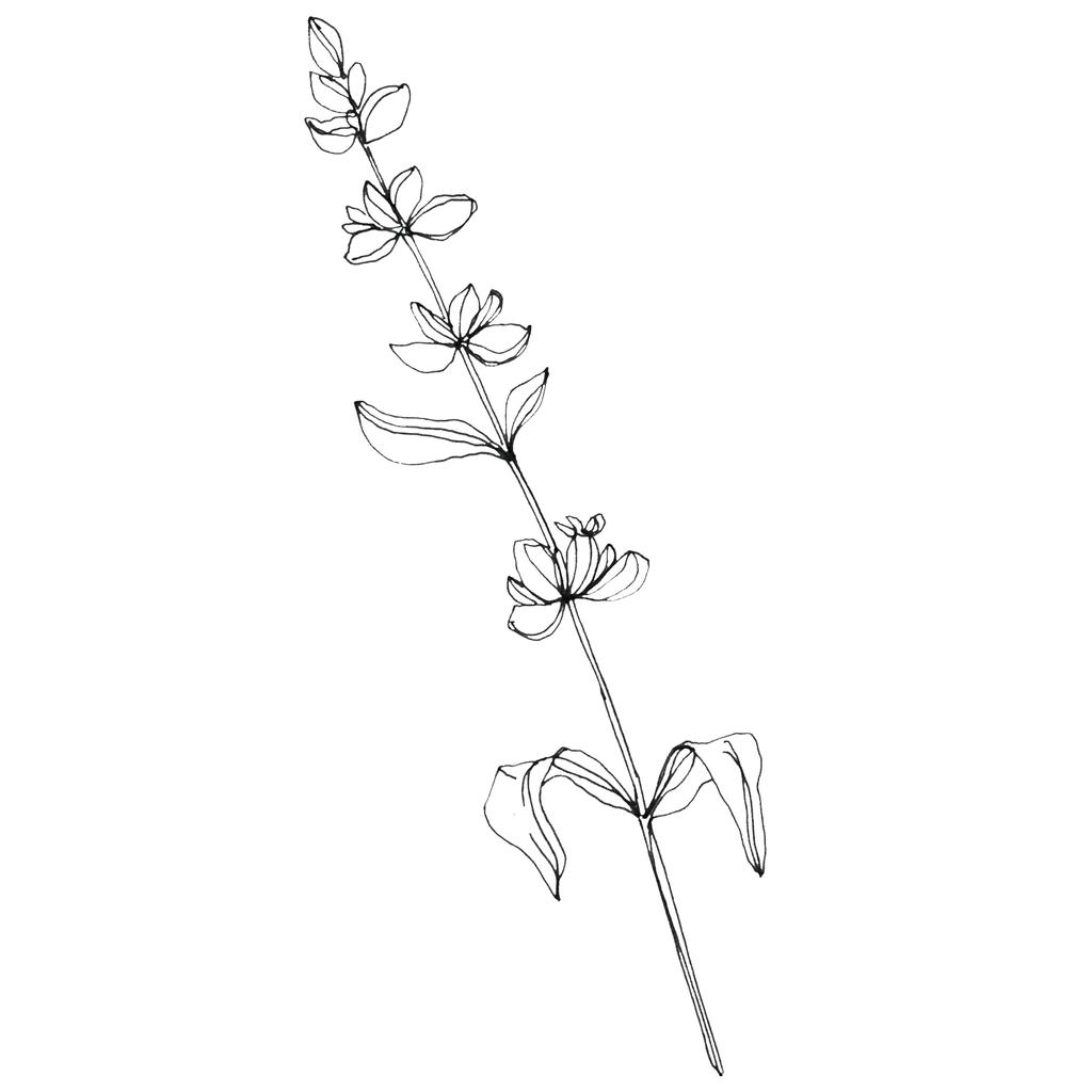 Geïsoleerde lavendel bloem. Aquarel achtergrond afbeelding element. - Foto, afbeelding