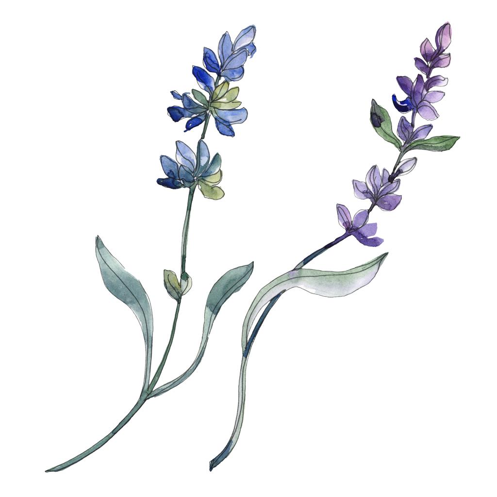 Purple isolated  lavender flowers. Watercolor illustration elements. - Photo, Image
