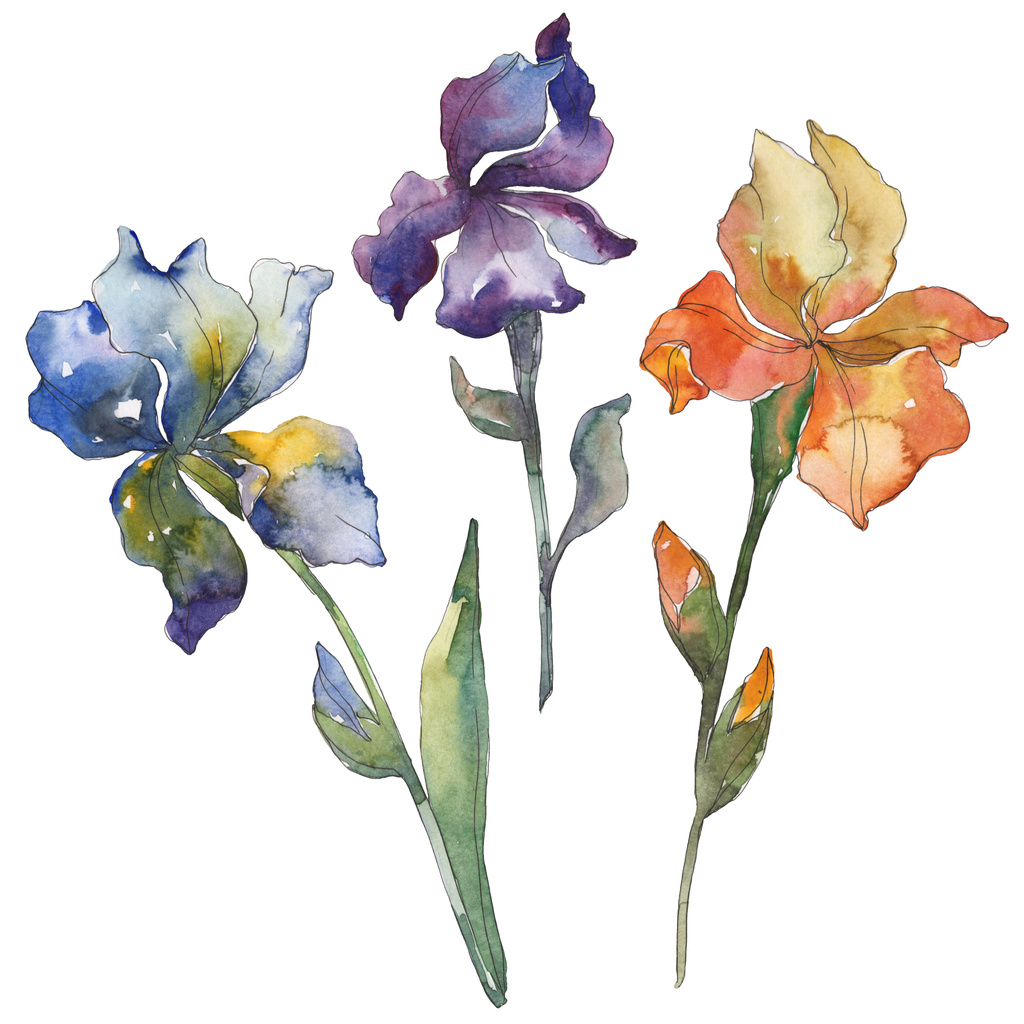 Foto e imagen de stock sin royalties de Iris Azul, Púrpura Y Naranja. Flor  Botánica
