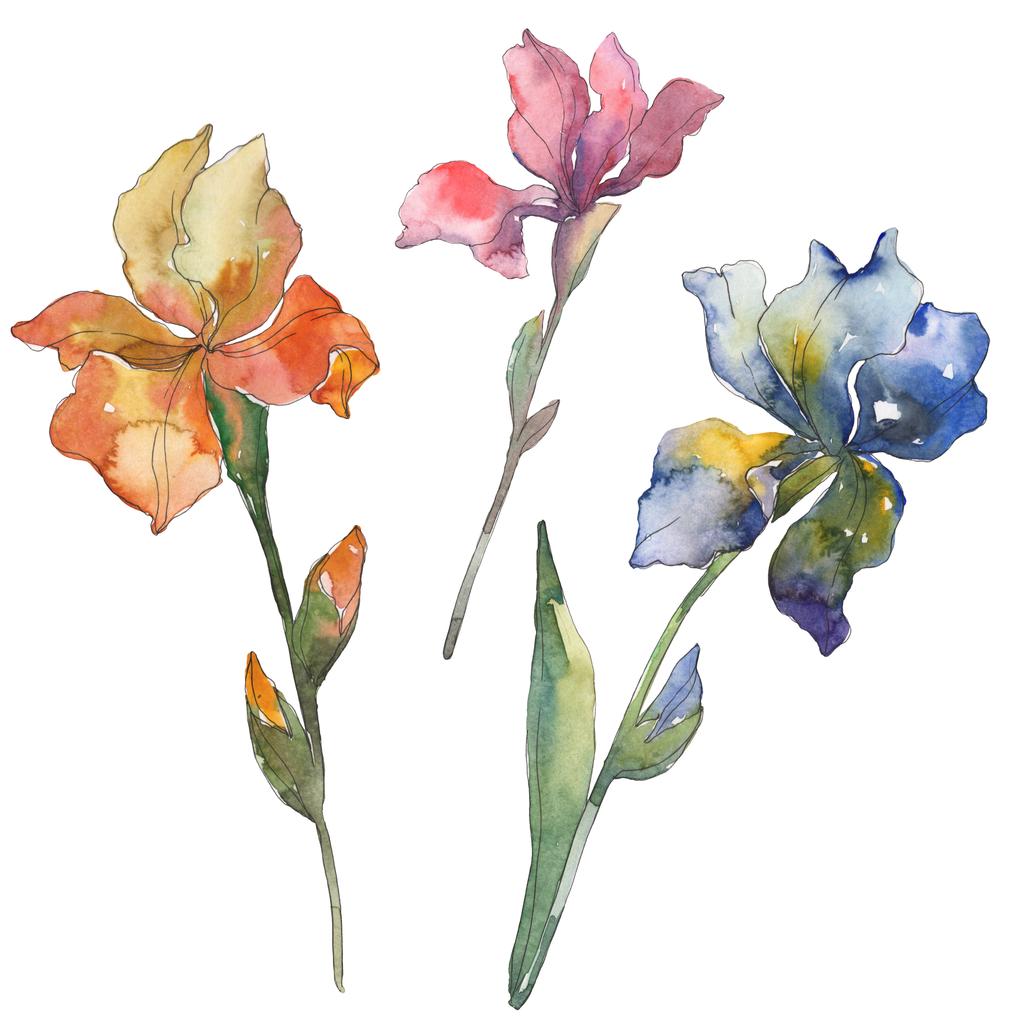 Πορτοκαλί, κόκκινο και μπλε ίριδες. Floral βοτανικό λουλούδι. Άγρια άνοιξη φύλλων απομονωμένη. Ακουαρέλα φόντο εικόνα σύνολο. Ακουαρέλα σχεδίασης μόδας ακουαρέλα. Απομονωμένη ίριδας εικονογράφηση στοιχείο. - Φωτογραφία, εικόνα