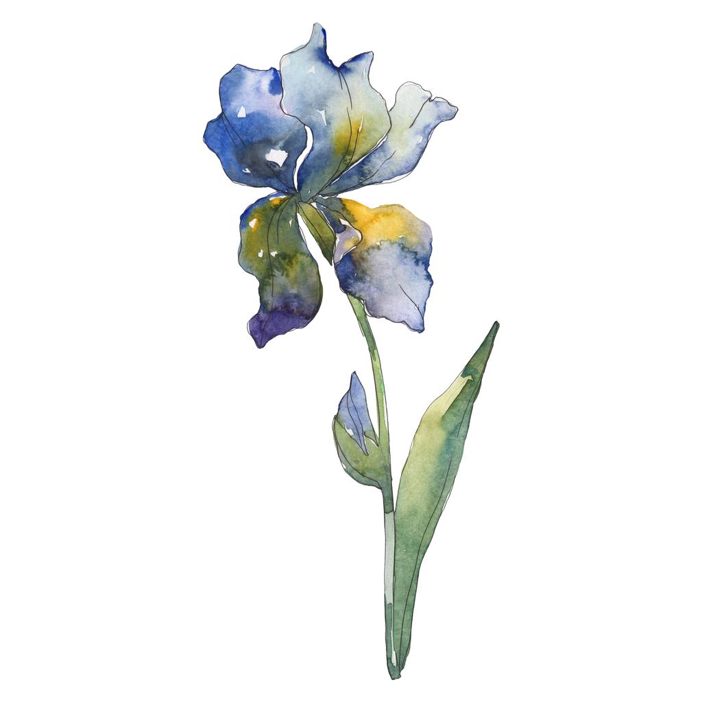 Íris Azul. Floral Flor Botânica. Folha Selvagem Fotos e imagens sem  royalties