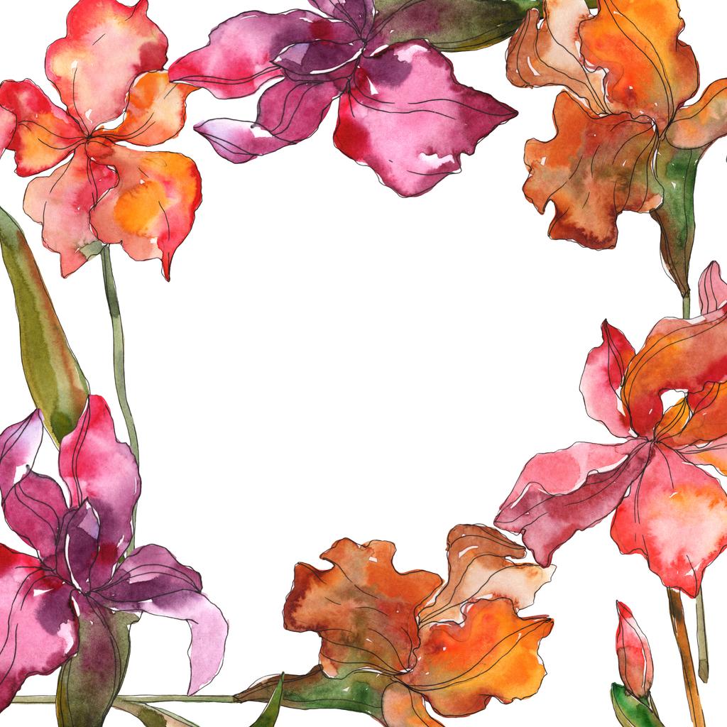 Κόκκινο και μοβ floral βοτανικό λουλούδι. Άγρια άνοιξη φύλλων wildflower απομονωμένη. Ακουαρέλα φόντο εικόνα σύνολο. Ακουαρέλα σχεδίασης μόδας aquarelle απομονωμένη. Πλαίσιο συνόρων στολίδι τετράγωνο. - Φωτογραφία, εικόνα