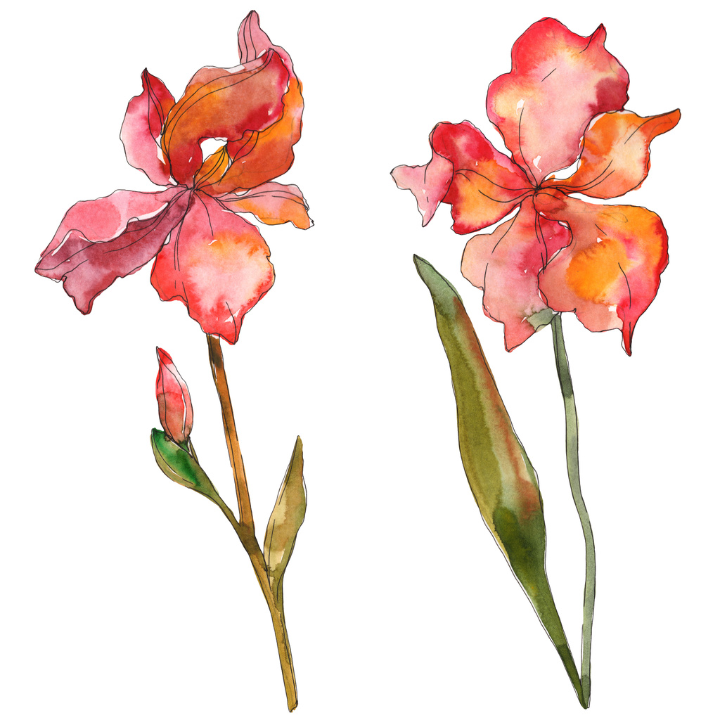 赤色アイリス花植物の花。野生春葉のワイルドフラワーが分離されました。水彩画背景イラスト セット。水彩描画のファッション aquarelle 分離します。孤立したアイリスの図要素. - 写真・画像