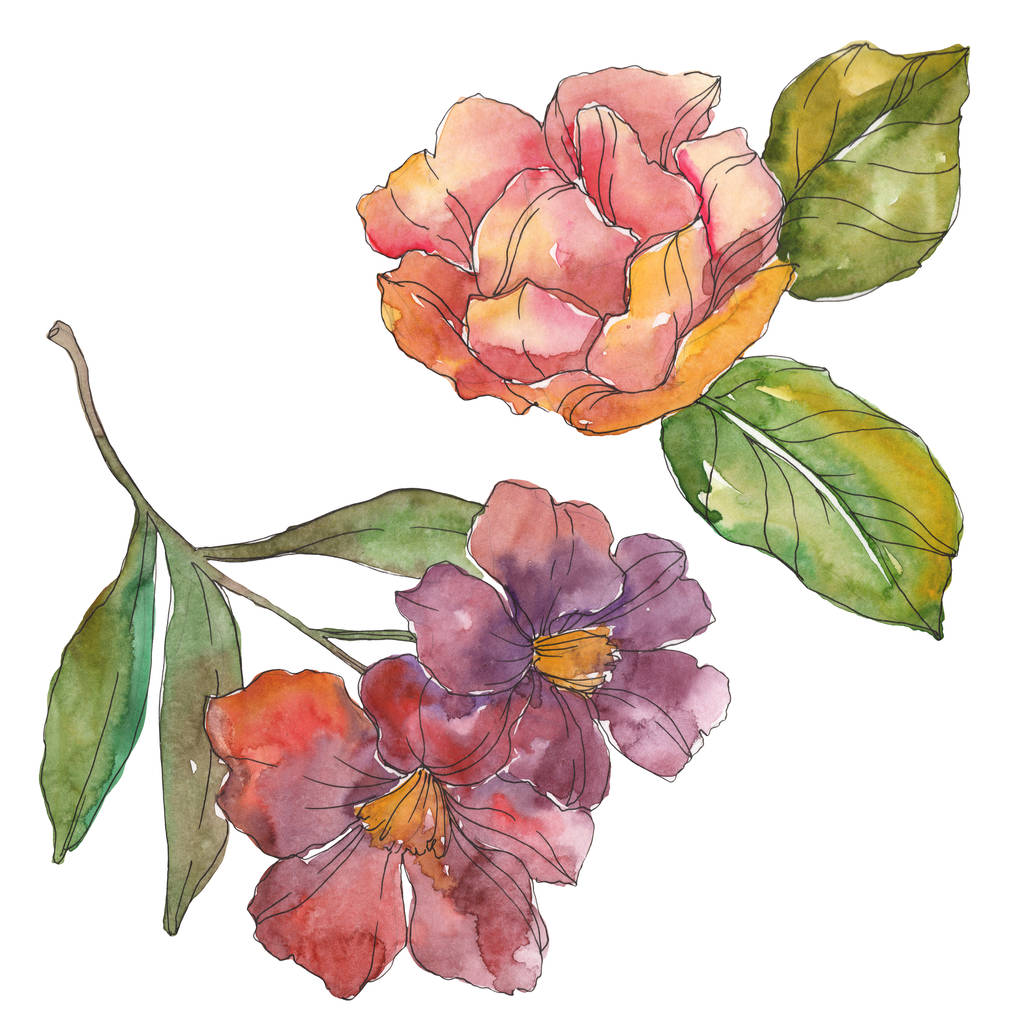 Rode en paarse camellia geïsoleerd op wit. Aquarel achtergrond afbeelding element. - Foto, afbeelding