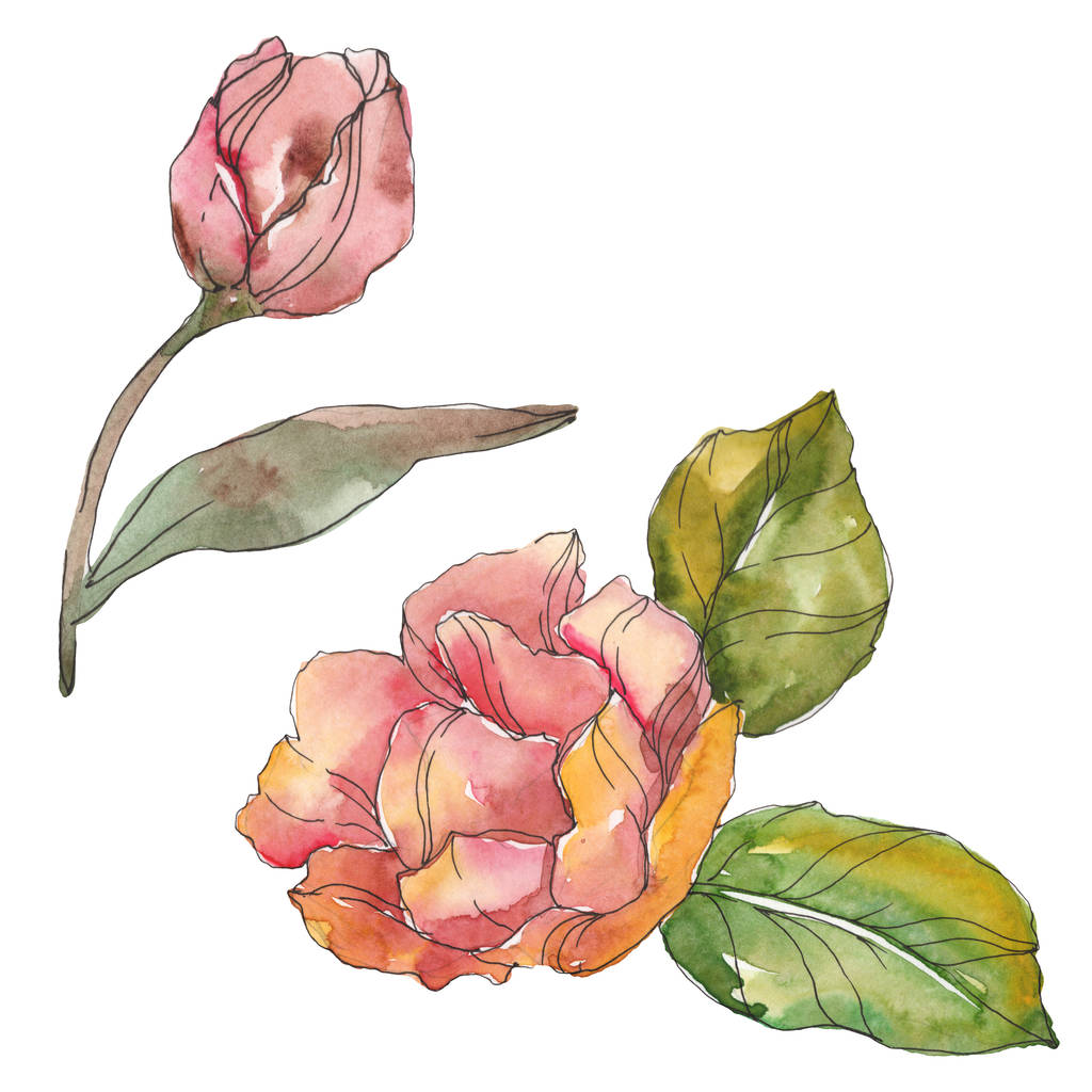 Červené a fialové camellia izolované na bílém. Prvek akvarel pozadí obrázku. - Fotografie, Obrázek