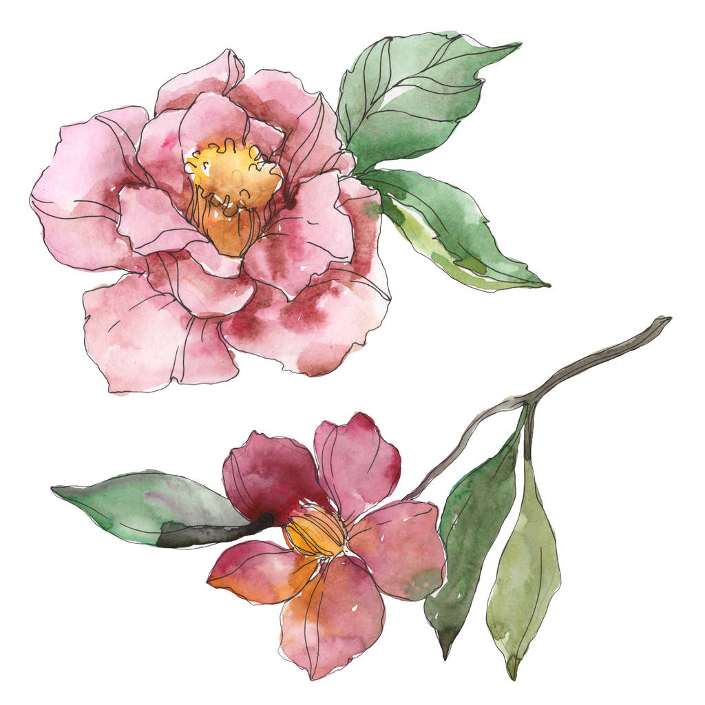 Czerwony i fioletowy camellia na białym tle. Element ilustracja tła akwarela. - Zdjęcie, obraz