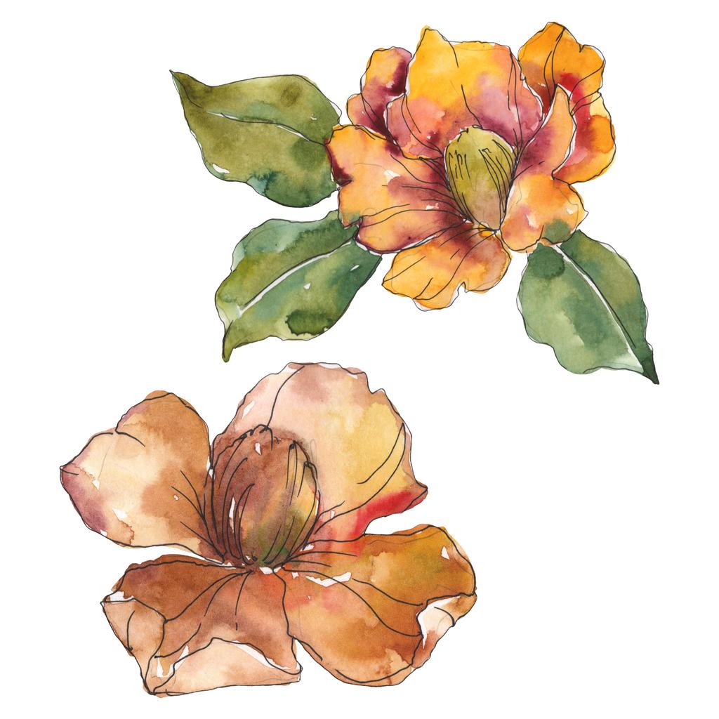 Izolované oranžové camellia květy se zelenými listy. Sada akvarel ilustrace.  - Fotografie, Obrázek