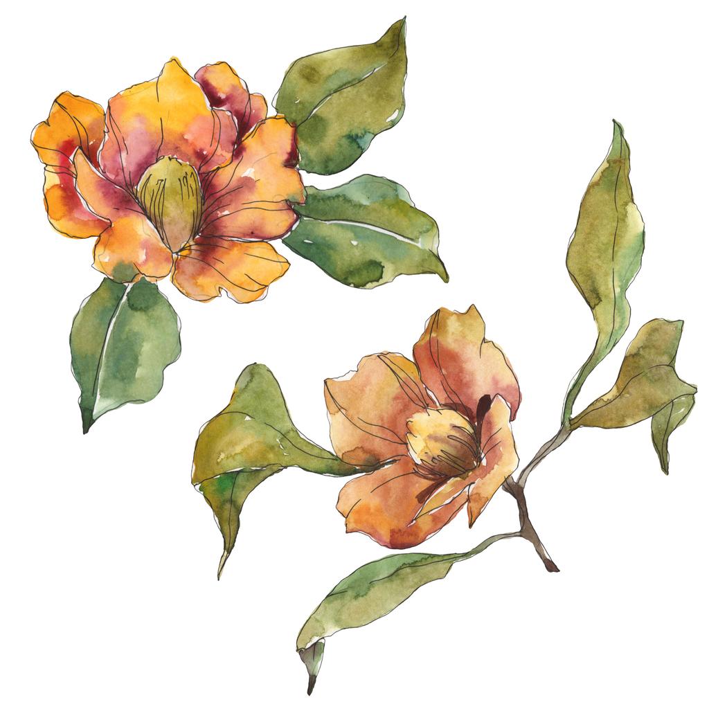 Elszigetelt narancssárga camellia virág, zöld levelekkel. Akvarell illusztráció készlet.  - Fotó, kép