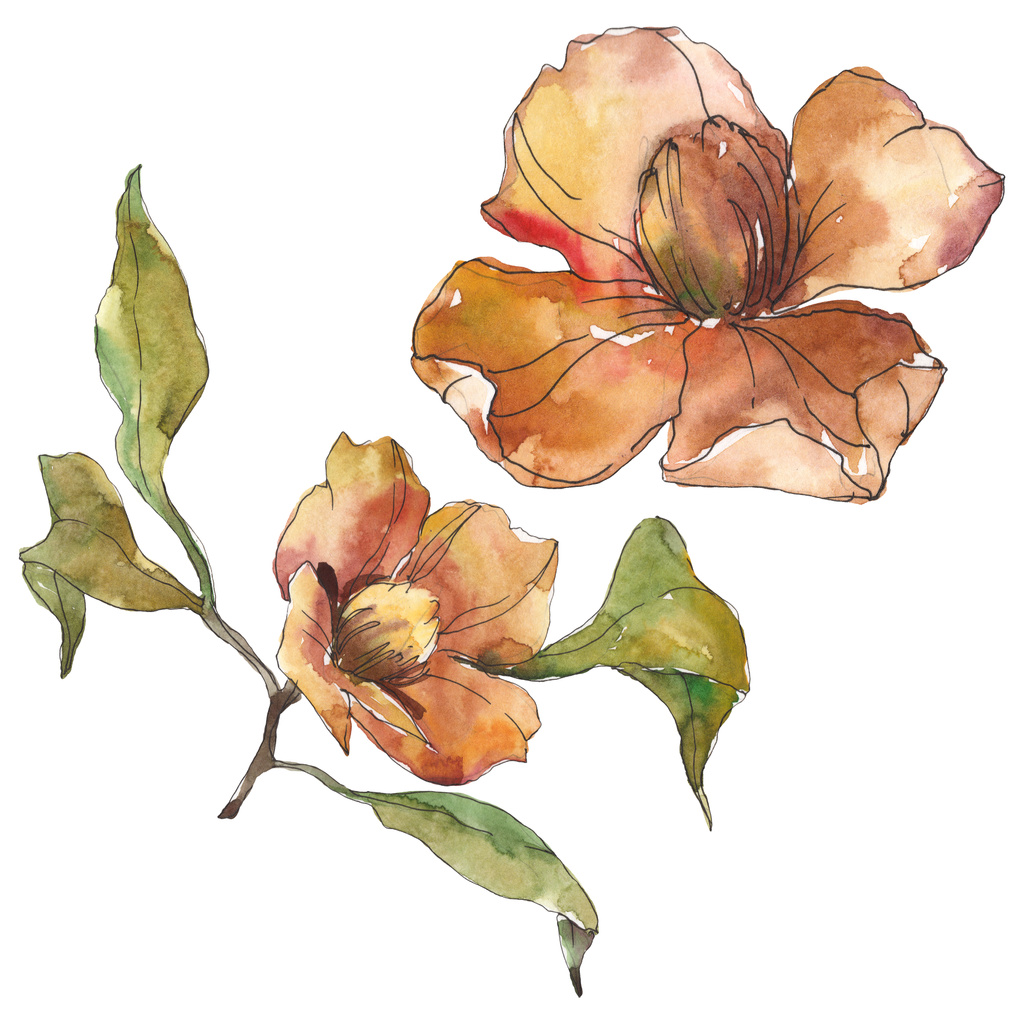 Geïsoleerde oranje camellia bloemen met groene bladeren. Aquarel illustratie set.  - Foto, afbeelding