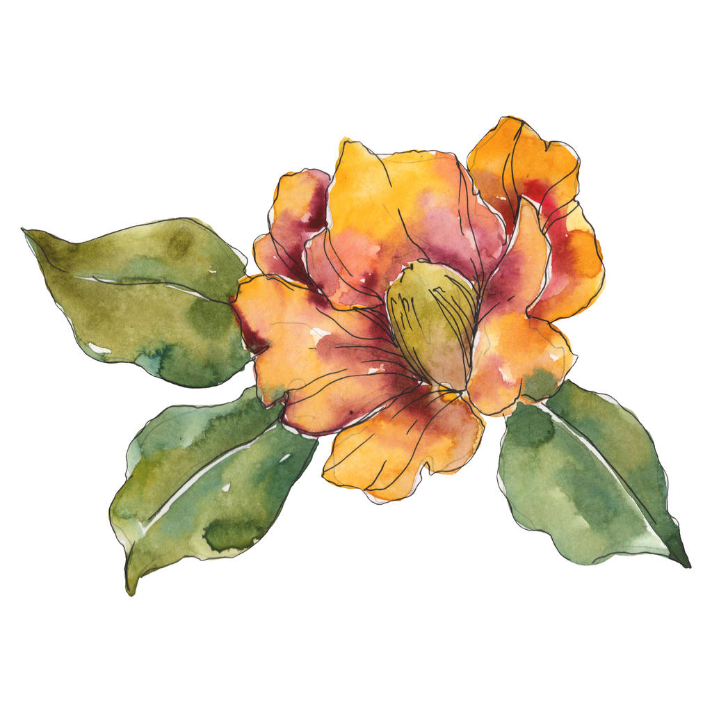 Kwiat na białym tle pomarańczowy camellia z zielonych liści. Akwarela, ilustracja.  - Zdjęcie, obraz