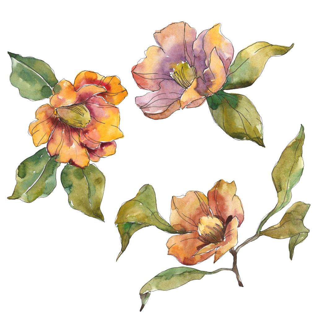Isolated orange camellia flowers with green leaves. Watercolor illustration set.  - Photo, Image